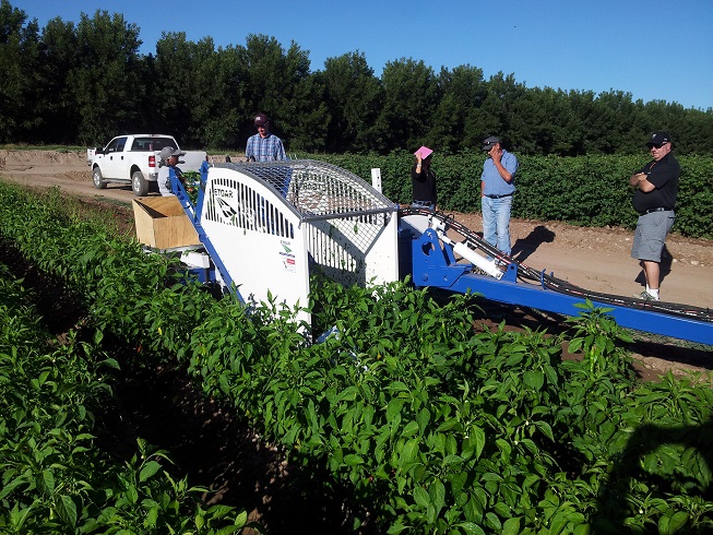 Mechanical harvest green chili Peppers . ELAD ETGAR 