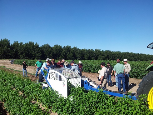 Mechanical harvest green chili Peppers . ELAD ETGAR 